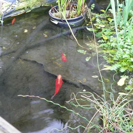 Colinette Saint-Georges-de-Didonne