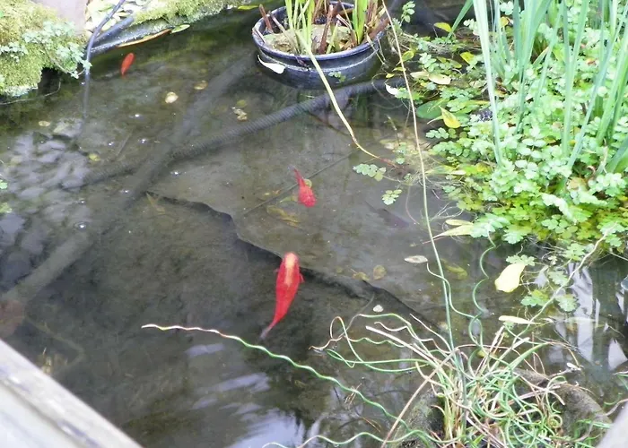 Colinette Saint-Georges-de-Didonne